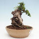 Izbová bonsai - Olea europaea sylvestris -Oliva európska drobnolistá - 4/7