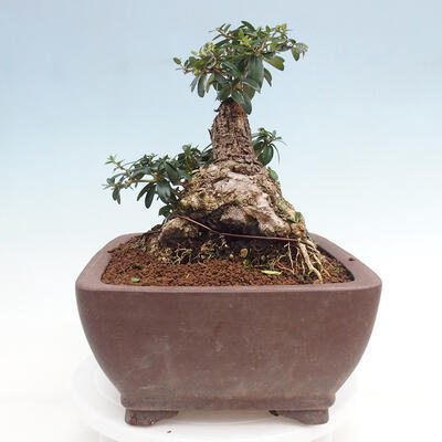 Izbová bonsai - Olea europaea sylvestris -Oliva európska drobnolistá - 4