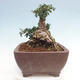 Izbová bonsai - Olea europaea sylvestris -Oliva európska drobnolistá - 4/7