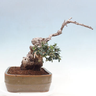 Izbová bonsai - Olea europaea sylvestris -Oliva európska drobnolistá - 4