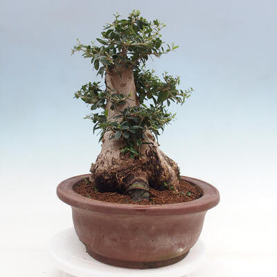 Izbová bonsai - Olea europaea sylvestris -Oliva európska drobnolistá - 4