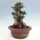 Izbová bonsai - Olea europaea sylvestris -Oliva európska drobnolistá - 4/7