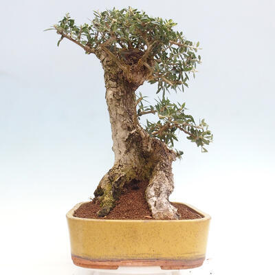 Izbová bonsai - Olea europaea sylvestris -Oliva európska drobnolistá - 4