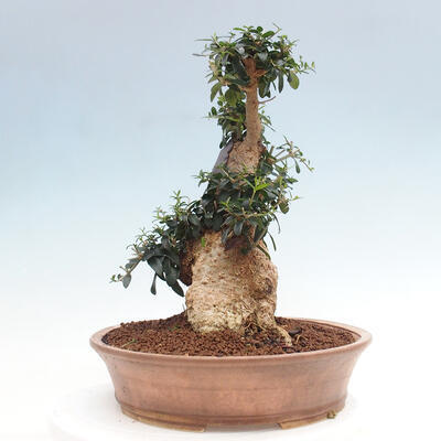 Izbová bonsai - Olea europaea sylvestris -Oliva európska drobnolistá - 4