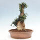 Izbová bonsai - Olea europaea sylvestris -Oliva európska drobnolistá - 4/7