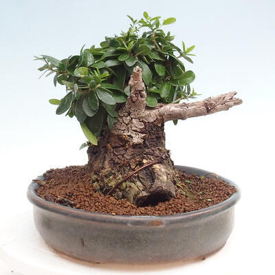 Izbová bonsai - Olea europaea sylvestris -Oliva európska drobnolistá - 4