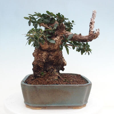 Izbová bonsai - Olea europaea sylvestris -Oliva európska drobnolistá - 4