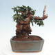 Izbová bonsai - Olea europaea sylvestris -Oliva európska drobnolistá - 4/7