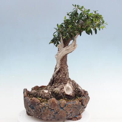 Izbová bonsai - Olea europaea sylvestris -Oliva európska drobnolistá - 4