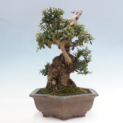 Izbová bonsai - Olea europaea sylvestris -Oliva európska drobnolistá - 4