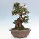 Izbová bonsai - Olea europaea sylvestris -Oliva európska drobnolistá - 4/7