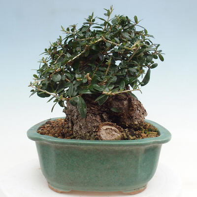 Izbová bonsai - Olea europaea sylvestris -Oliva európska drobnolistá - 4