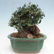 Izbová bonsai - Olea europaea sylvestris -Oliva európska drobnolistá - 4/7