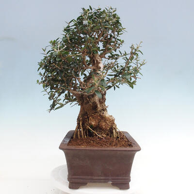 Izbová bonsai - Olea europaea sylvestris -Oliva európska drobnolistá - 4