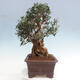 Izbová bonsai - Olea europaea sylvestris -Oliva európska drobnolistá - 4/7