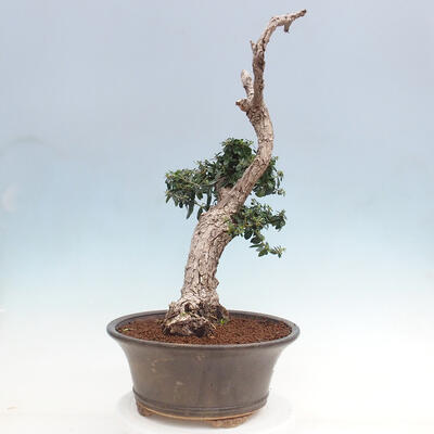 Izbová bonsai - Olea europaea sylvestris -Oliva európska drobnolistá - 4