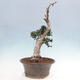 Izbová bonsai - Olea europaea sylvestris -Oliva európska drobnolistá - 4/7