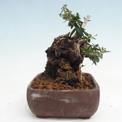 Izbová bonsai - Olea europaea sylvestris -Oliva európska drobnolistá - 4