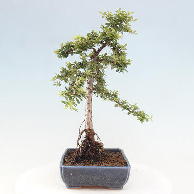 Vonkajší bonsai - Cotoneaster dám. Skogholm - Skalník - 4