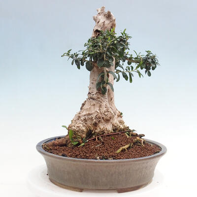 Izbová bonsai - Olea europaea sylvestris -Oliva európska drobnolistá - 4