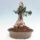 Izbová bonsai - Olea europaea sylvestris -Oliva európska drobnolistá - 4/7