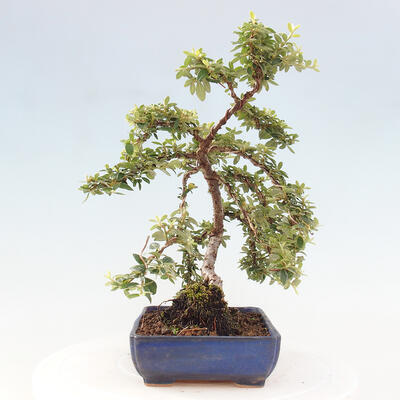 Vonkajší bonsai - Cotoneaster dám. Skogholm - Skalník - 4