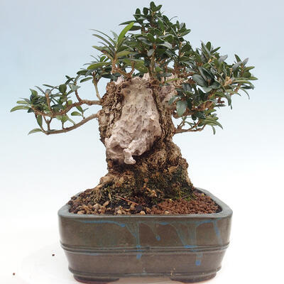 Izbová bonsai - Olea europaea sylvestris -Oliva európska drobnolistá - 4