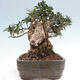 Izbová bonsai - Olea europaea sylvestris -Oliva európska drobnolistá - 4/7