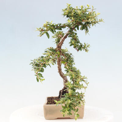 Vonkajší bonsai - Cotoneaster dám. Skogholm - Skalník - 4