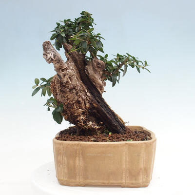 Izbová bonsai - Olea europaea sylvestris -Oliva európska drobnolistá - 4