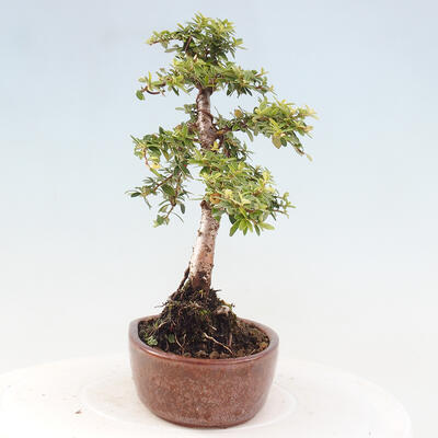 Vonkajší bonsai - Cotoneaster dám. Skogholm - Skalník - 4