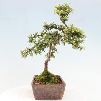 Vonkajší bonsai - Cotoneaster dám. Skogholm - Skalník - 4