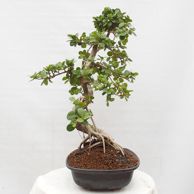 Izbová bonsai - Ficus Panda - malolistý fikus - 4