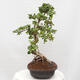 Izbová bonsai - Ficus Panda - malolistý fikus - 4/6