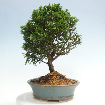 Vonkajší bonsai - Juniperus chinensis Itoigawa -Jalovec čínsky - 4