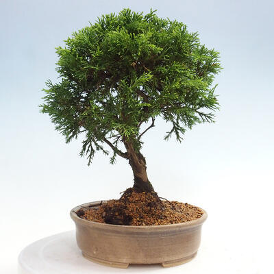 Vonkajší bonsai - Juniperus chinensis Itoigawa -Jalovec čínsky - 4