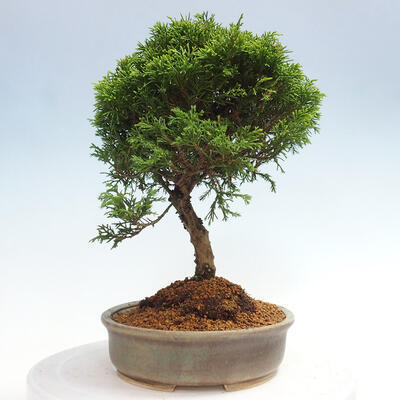 Vonkajší bonsai - Juniperus chinensis Itoigawa -Jalovec čínsky - 4