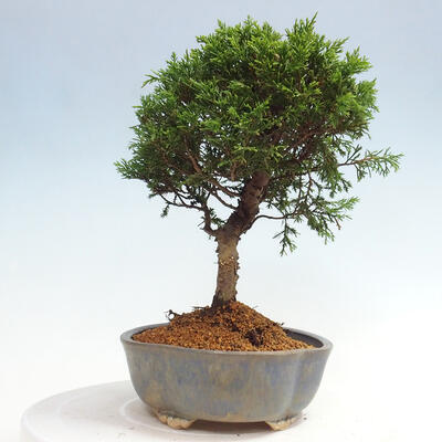 Vonkajší bonsai - Juniperus chinensis Itoigawa -Jalovec čínsky - 4