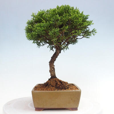 Vonkajší bonsai - Juniperus chinensis Itoigawa -Jalovec čínsky - 4