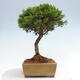 Vonkajší bonsai - Juniperus chinensis Itoigawa -Jalovec čínsky - 4/4