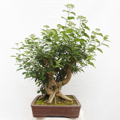 Izbová bonsai - Premna serratifolia - Kozlovoň malolistá - 4