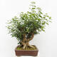 Izbová bonsai - Premna serratifolia - Kozlovoň malolistá - 4/6