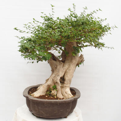 Izbová bonsai - Premna serratifolia - Kozlovoň malolistá - 4