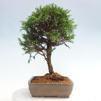 Vonkajší bonsai - Juniperus chinensis Itoigawa -Jalovec čínsky - 4