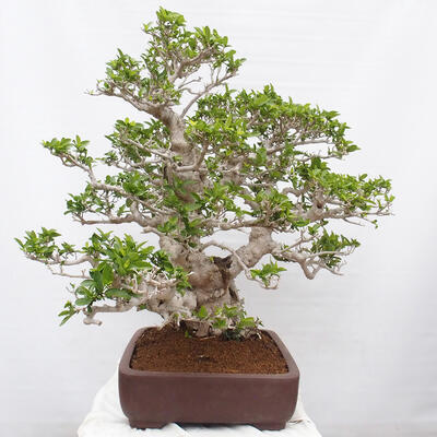 Izbová bonsai - Premna serratifolia - Kozlovoň malolistá - 4