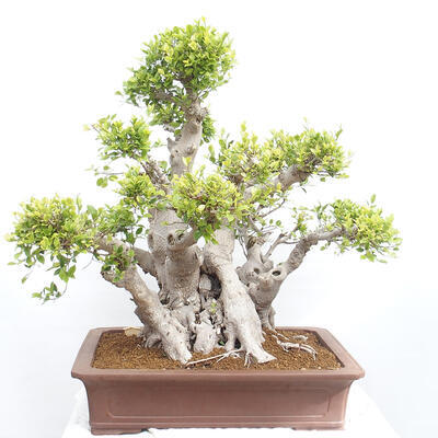 Izbová bonsai - Ficus retusa - malolistý fikus - 4