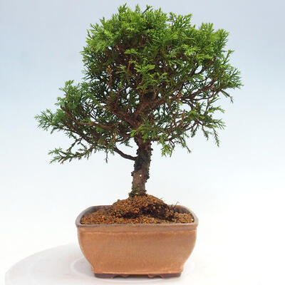 Vonkajší bonsai - Juniperus chinensis Itoigawa -Jalovec čínsky - 4