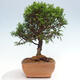 Vonkajší bonsai - Juniperus chinensis Itoigawa -Jalovec čínsky - 4/4