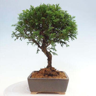 Vonkajší bonsai - Juniperus chinensis Itoigawa -Jalovec čínsky - 4