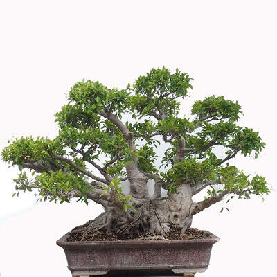 Izbová bonsai - Ficus retusa - malolistý fikus - 4